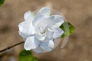 Gardenia flower