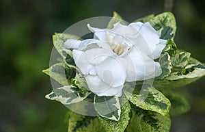 Gardenia flower