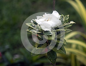 Gardenia flower