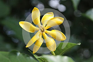 Gardenia flower