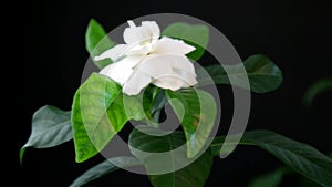 Gardenia flower