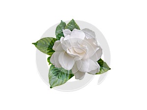 Gardenia flower and leaves isolated on white