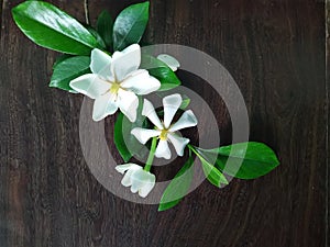 Gardenia flower on wood background