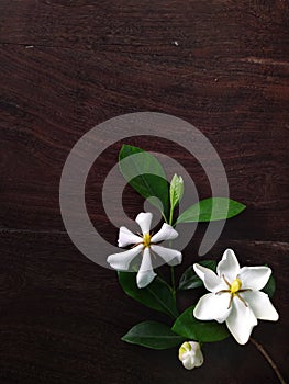 Gardenia flower on wood background