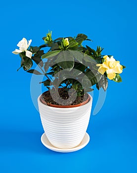 Gardenia jasmine on blue background