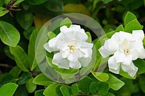 Gardenia jasminoides