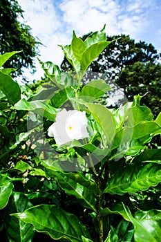 Gardenia jasminoides