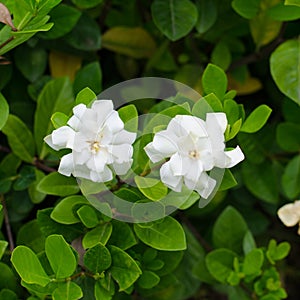 Gardenia jasminoides