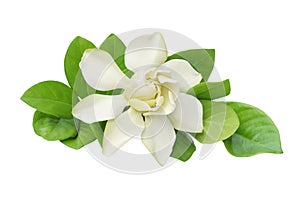 Gardenia jasminoides, Cape Jasmin Flower with Green Leaves Isolated on White Background with Clipping path