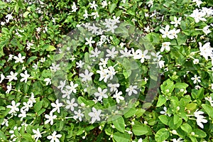 Gardenia jasminoides or cape jasmine