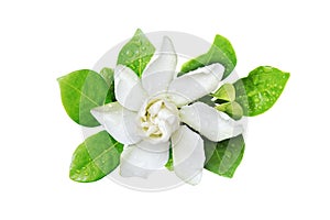 Gardenia jasminoides, Cape Jasmine Flower with Green Leaves Isolated on White Background