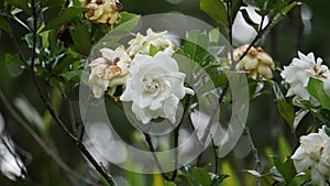 Gardenia jasminoides (gardenia, cape jasmine, Kacapiring wangi, cepiring, jempiring) photo