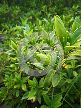 Gardenia jasminoides Ellis photo