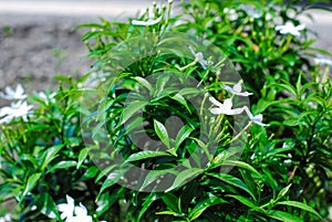 Gardenia jasminoides flower