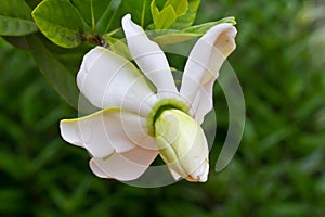 Gardenia jasminoides flower photo