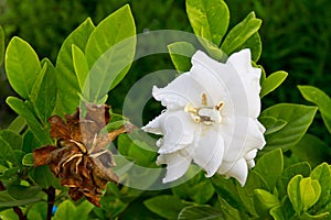 Gardenia jasminoides flower photo