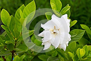 Gardenia jasminoides flower photo