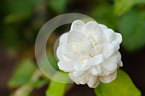 Gardenia jasminoides flower photo