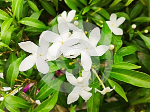 Gardenia jasminoides flower in nature garden