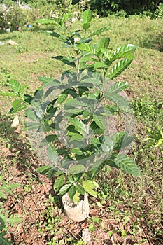 Gardenia jasminoides flower plant on farm