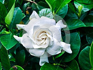 Gardenia jasminoides in garden