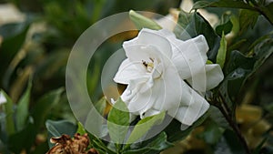 Gardenia jasminoides (gardenia, cape jasmine, Kacapiring wangi, cepiring, jempiring)
