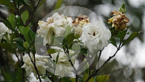 Gardenia jasminoides (gardenia, cape jasmine, Kacapiring wangi, cepiring, jempiring) photo