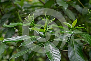 Gardenia jasminoides, gardenia is an evergreen flowering plant of the coffee family Rubiaceae