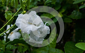 Gardenia jasminoides, Gardenia flower look like jasmine with dew drops after rain with blurry background