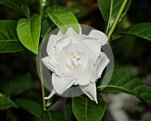 Gardenia jasminoides or Gardenia in Thailand called `Dok Pud photo