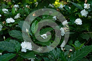 Gardenia jasminoides white big flower and green leaf