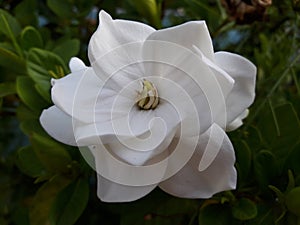 Gardenia jasminoides