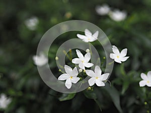 Gardenia,  Rubiaceae Small perennials leaves are rounded, oval, pointed leaves, single flowers from the apex or the end of the