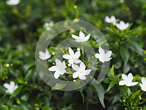 Gardenia,  Rubiaceae Small perennials leaves are rounded, oval, pointed leaves, single flowers from the apex or the end of the