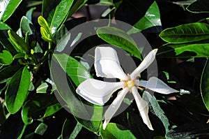 Gardenia Vietnam Snowflake