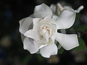 Gardenia white flowers and smail sweet in close up style