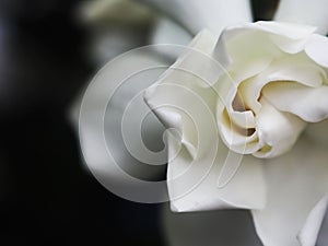 Gardenia white flowers and smail sweet in close up style