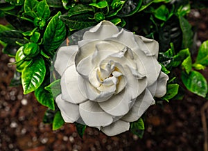 Gardenia, white and green colors