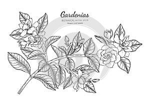 Gardenias flower and leaf hand drawn botanical illustration with line art