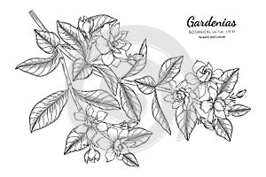 Gardenias flower and leaf hand drawn botanical illustration with line art