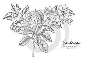 Gardenias flower and leaf hand drawn botanical illustration with line art