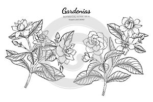 Gardenias flower and leaf hand drawn botanical illustration with line art