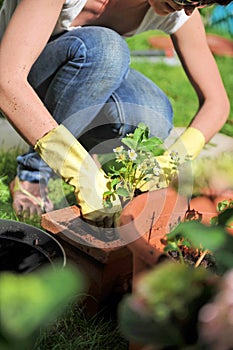 Jardinería 