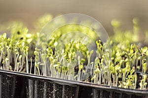 Gardening