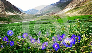 Gardening is the activity of growing and maintaining the garden. Beautiful view of the flowers in the garden