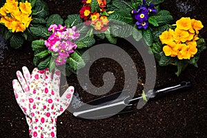 Gardening Activity, Hobby and Lesure at Early Spring in Garden. Copy Space Background