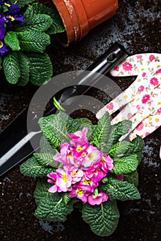 Gardening Activity, Hobby and Lesure at Early Spring in Garden. Copy Space Background