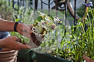 Gardening activity on the sunny balcony  -  repotting the plant Three-coloured Geranium - Pelargonium tricolour with decorative