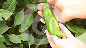 Gardening and agriculture concept. Female farm worker hand harvesting green fresh ripe organic bell pepper in garden