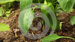 Gardening and agriculture concept. Female farm worker hand harvesting green fresh ripe organic bell pepper in garden